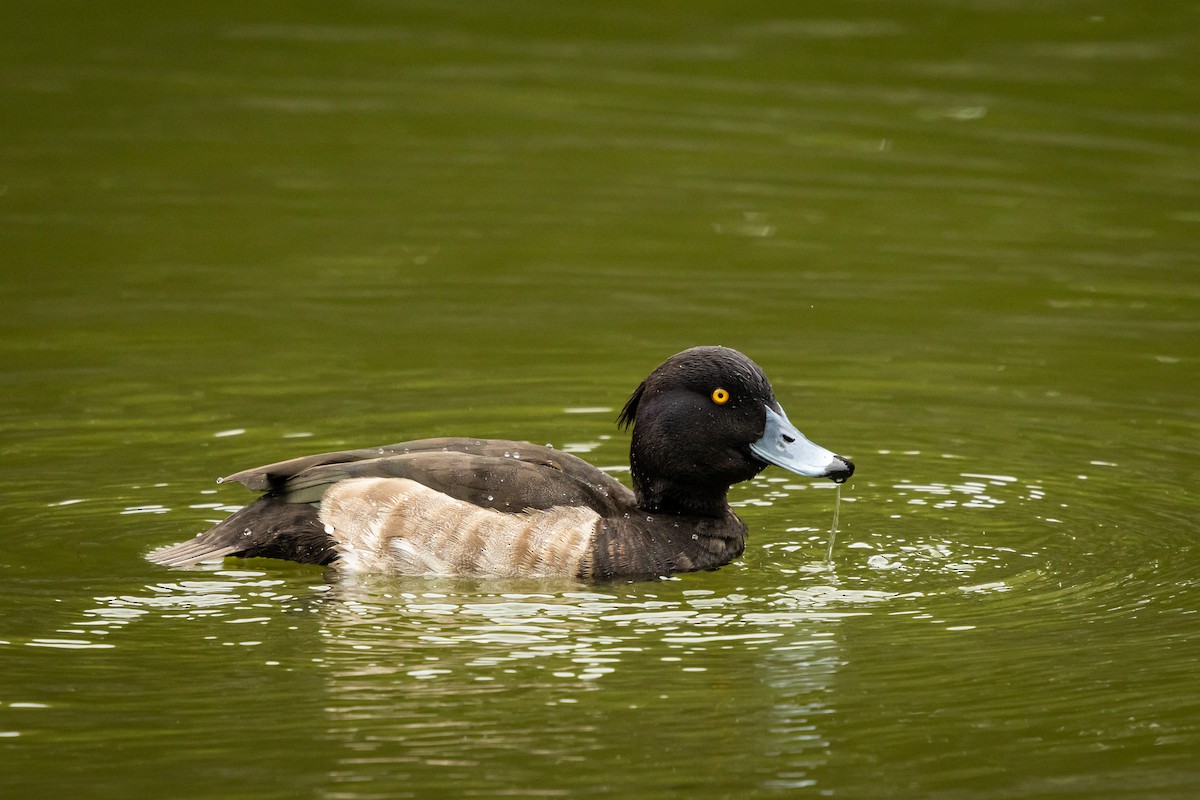 Murgilari mottoduna - ML646374639