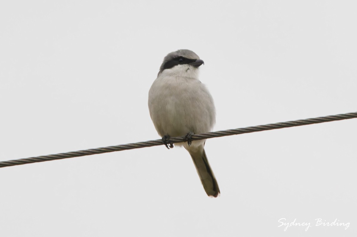 Loggerhead Shrike - ML646374641