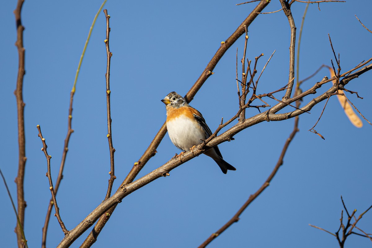 Negu-txonta - ML646374642