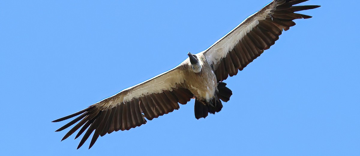 Sai gibelzuri afrikarra - ML646374643