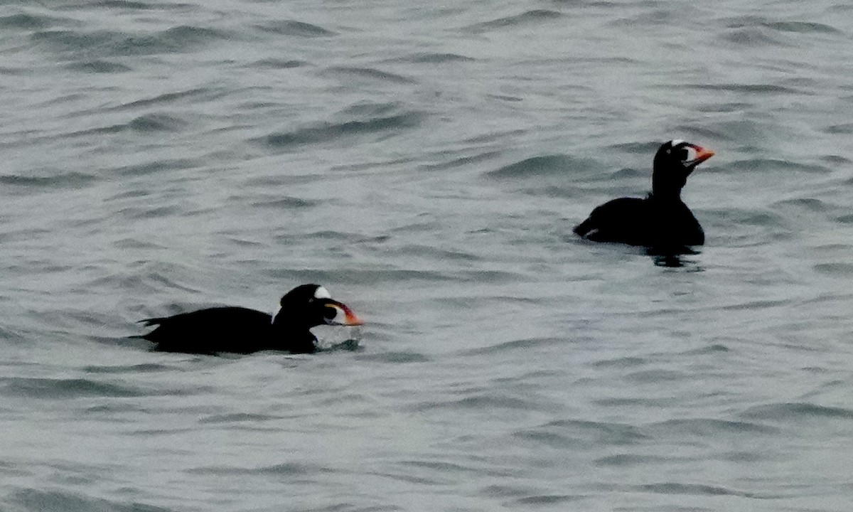 Ahatebeltz kopetazuria - ML646374644