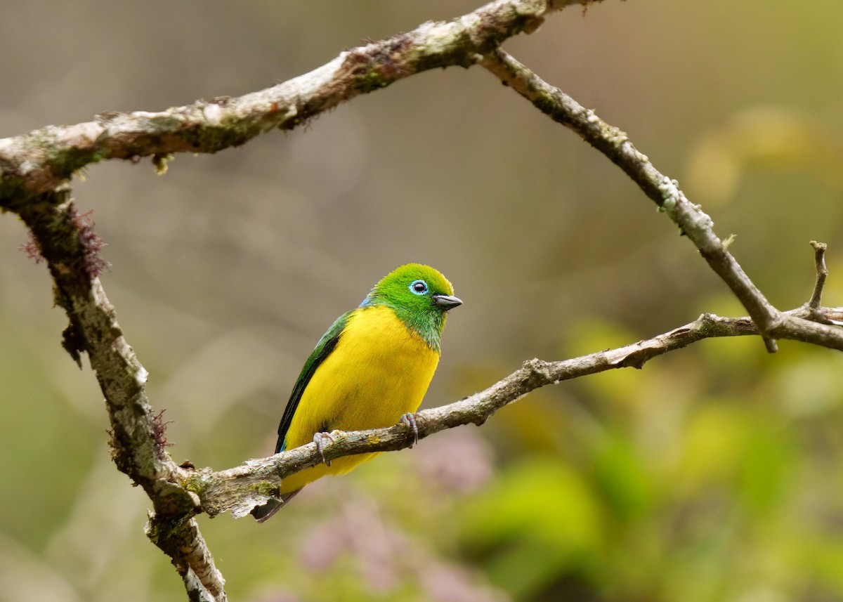 Blue-naped Chlorophonia - ML646374645