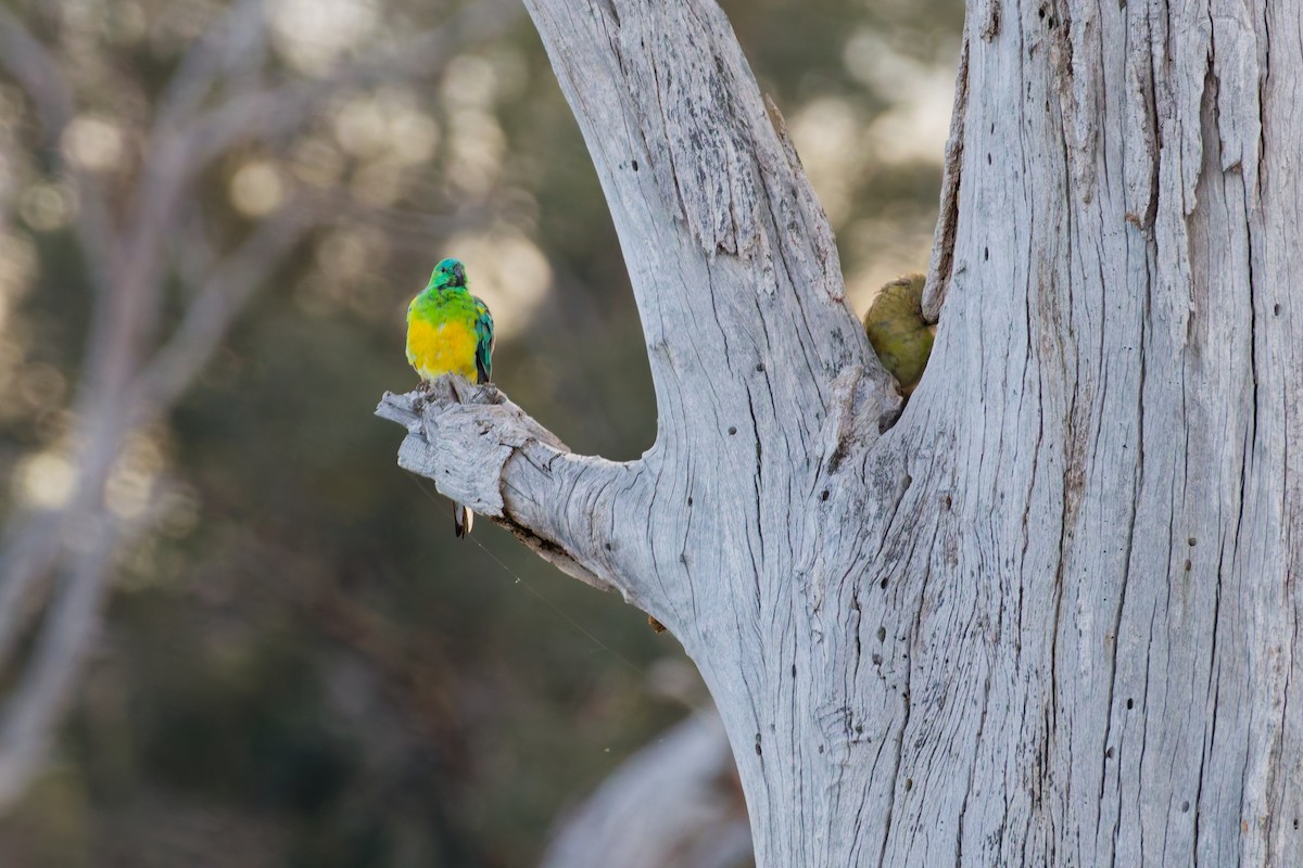 Red-rumped Parrot - ML646374646