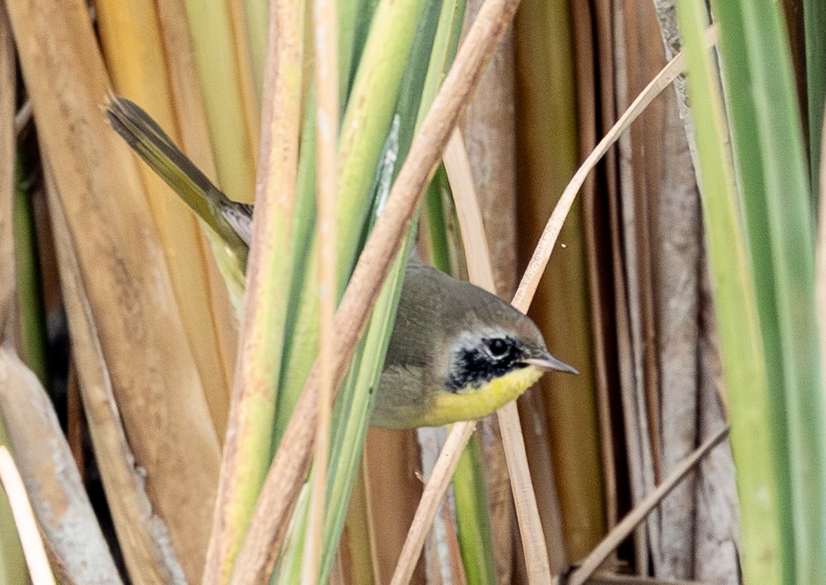 Common Yellowthroat - ML646374649