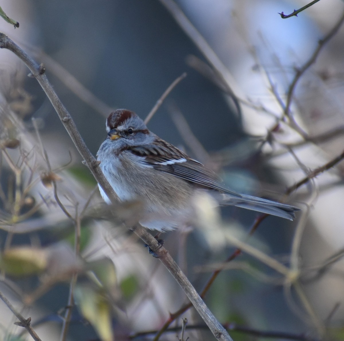 American Tree Sparrow - ML646374650