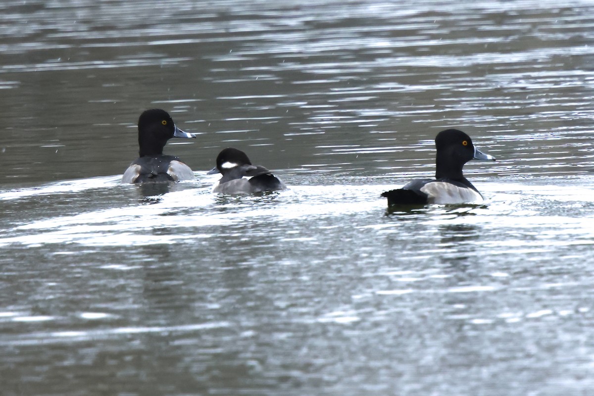 Murgilari lepokoduna - ML646374651