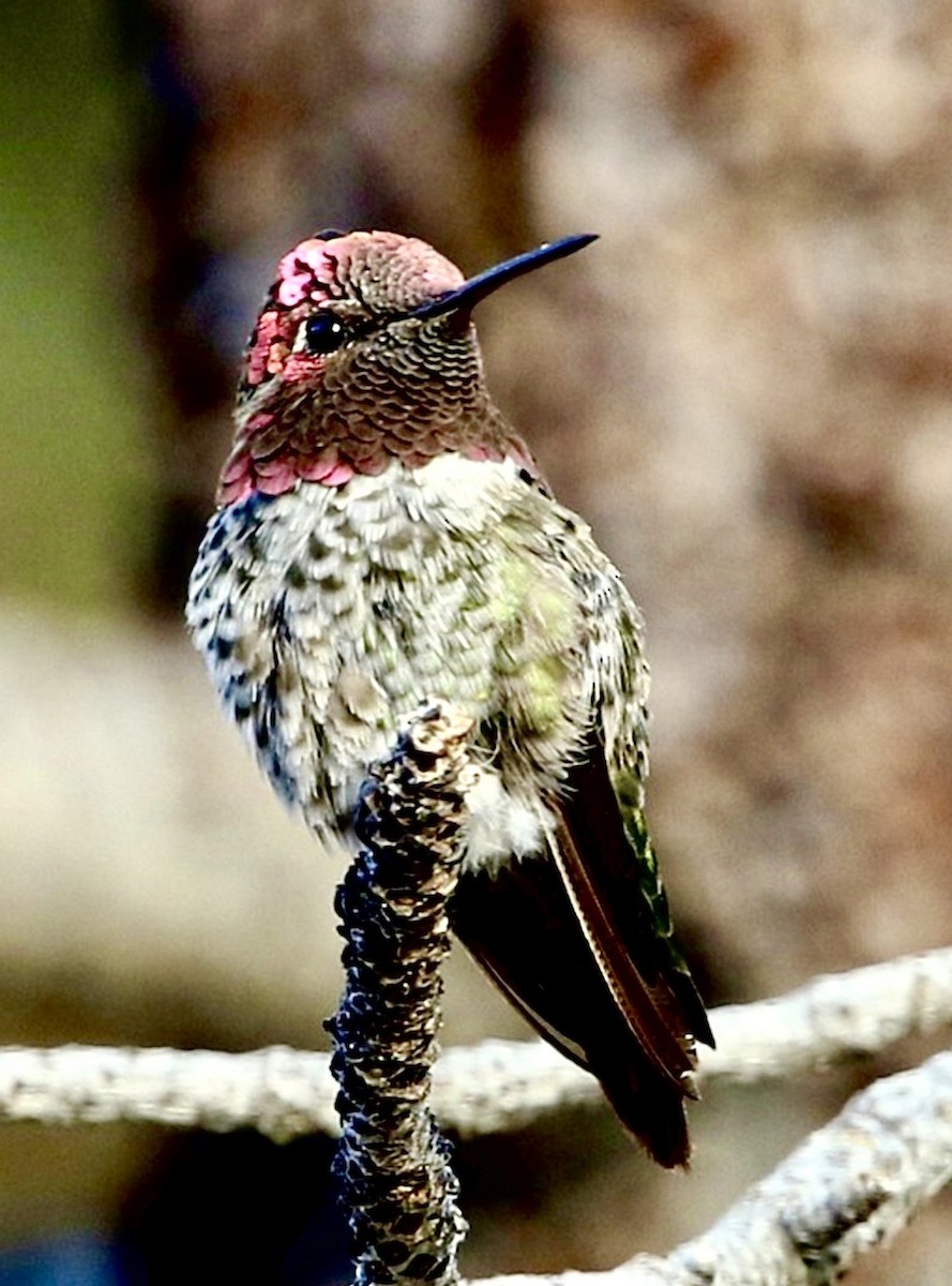 Anna's Hummingbird - ML646374653