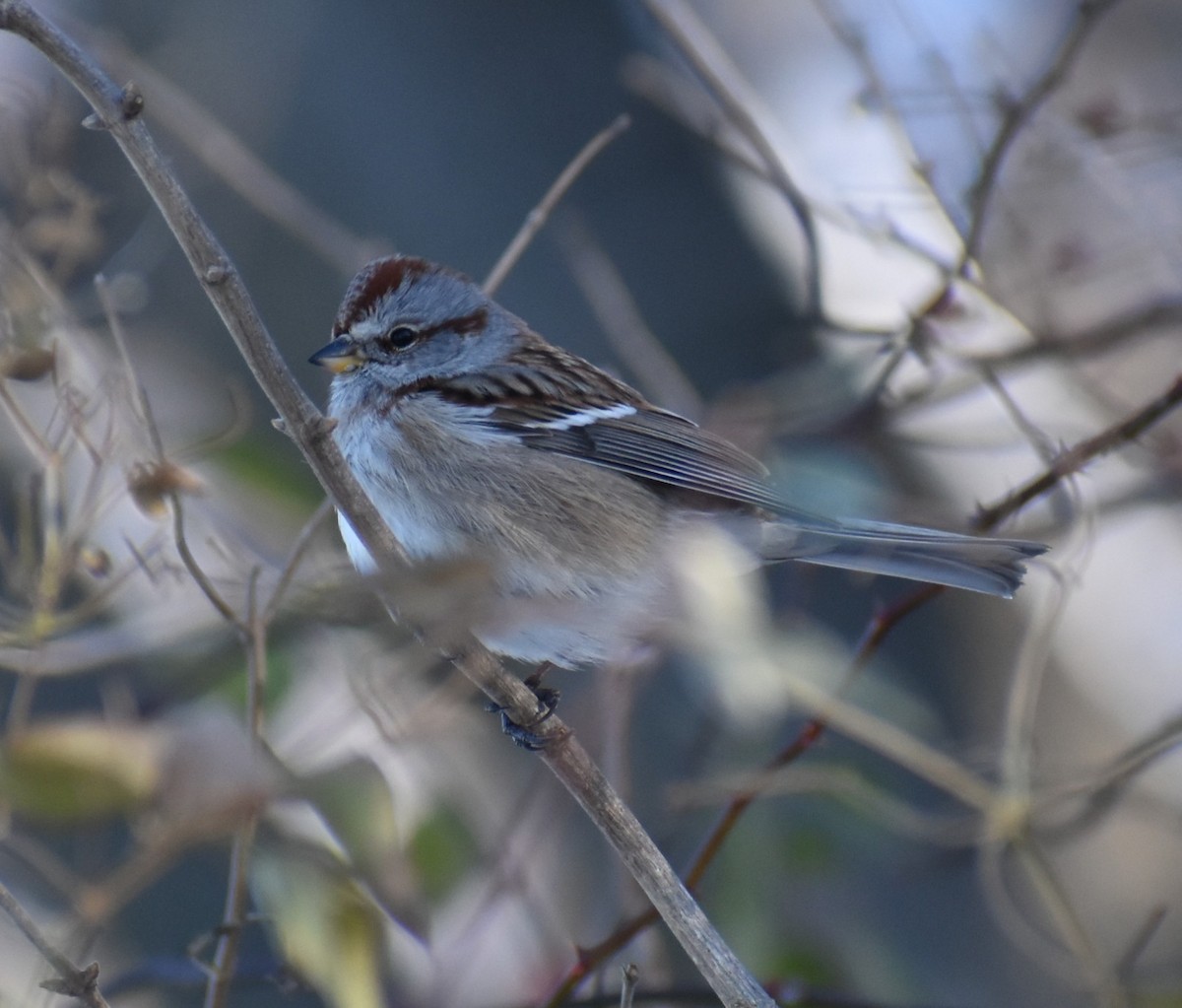 American Tree Sparrow - ML646374655