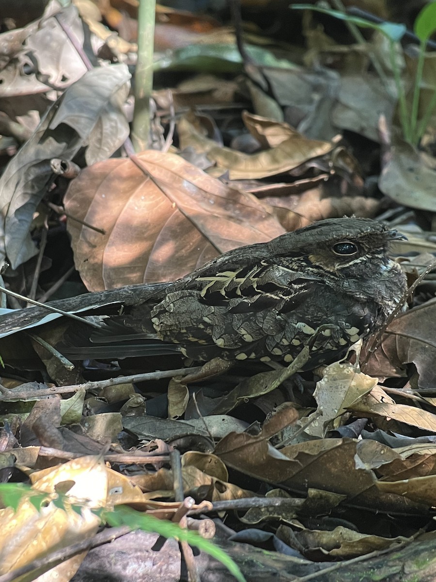 Common Pauraque - ML646374656