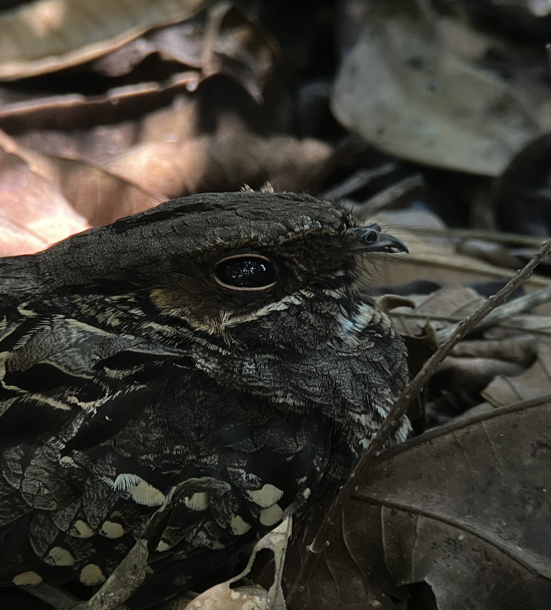 Common Pauraque - ML646374657