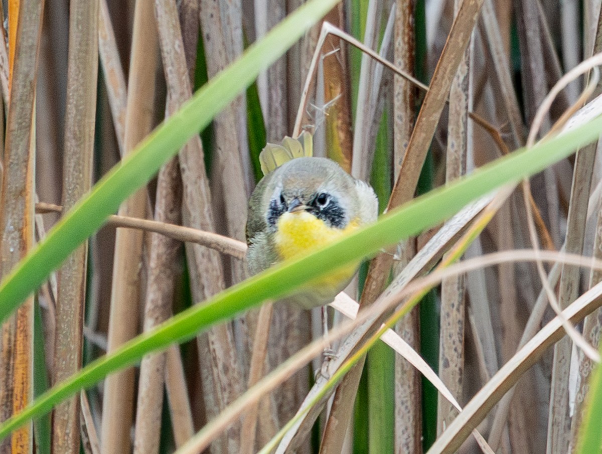 Common Yellowthroat - ML646374658