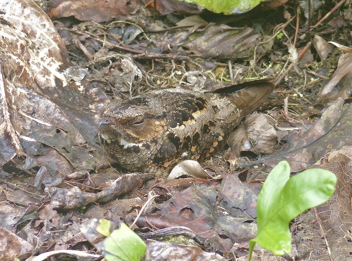 Philippine Nightjar - ML646374660