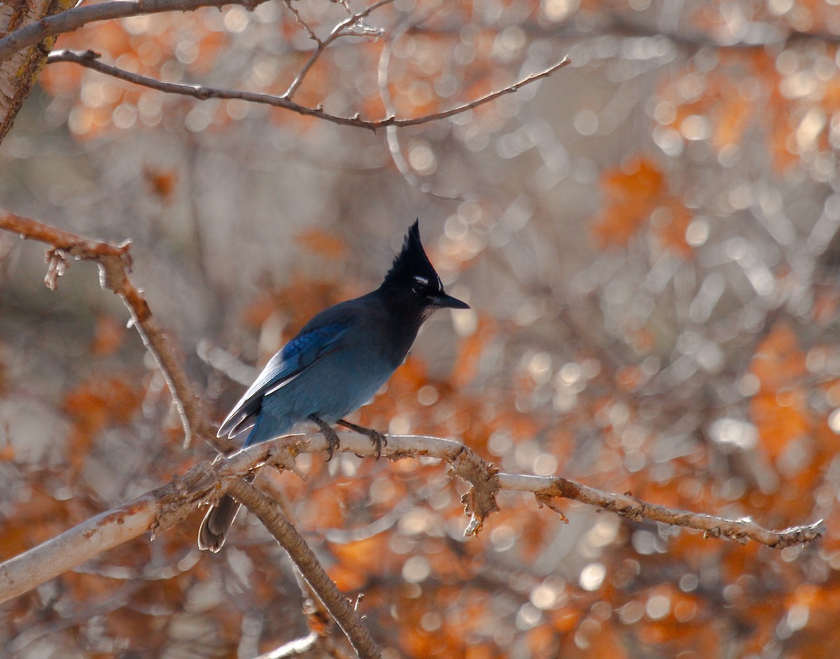 Steller's Jay - ML646374664