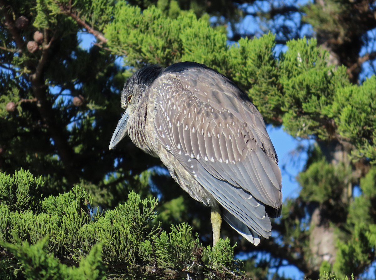 Yellow-crowned Night Heron - ML646374665