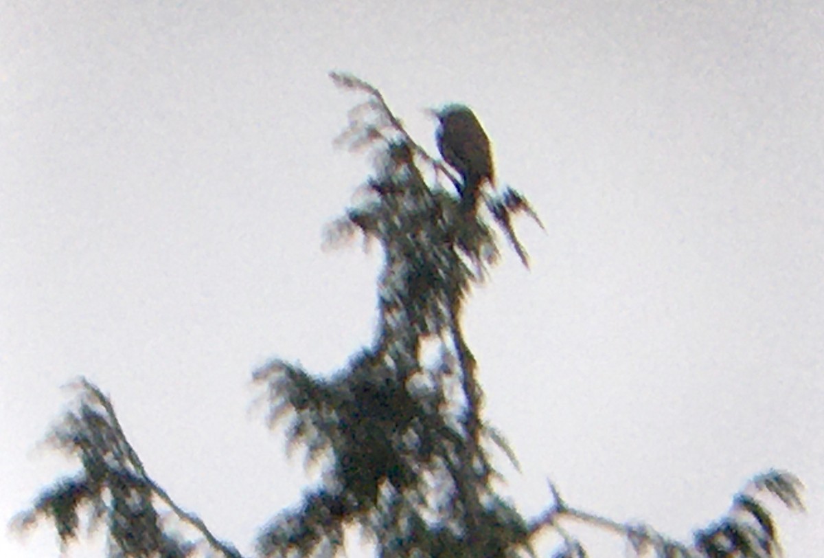 Northern Flicker - ML646374666