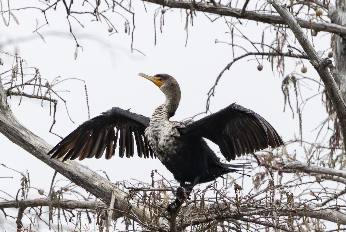 Ubarroi belarriduna - ML646374667