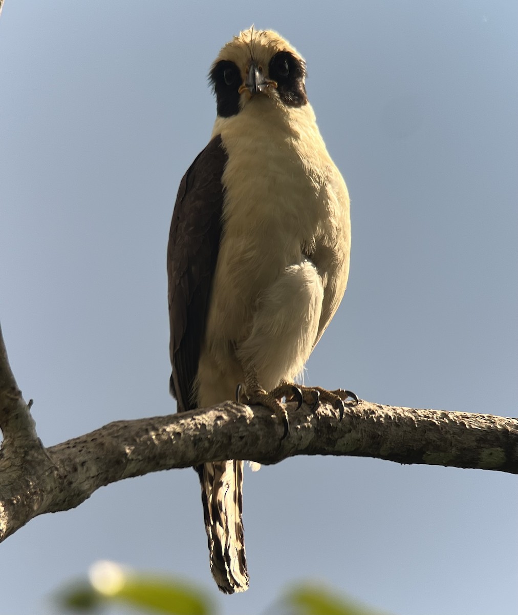 Laughing Falcon - ML646374669