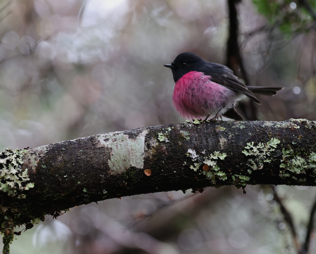 Pink Robin - ML646374670
