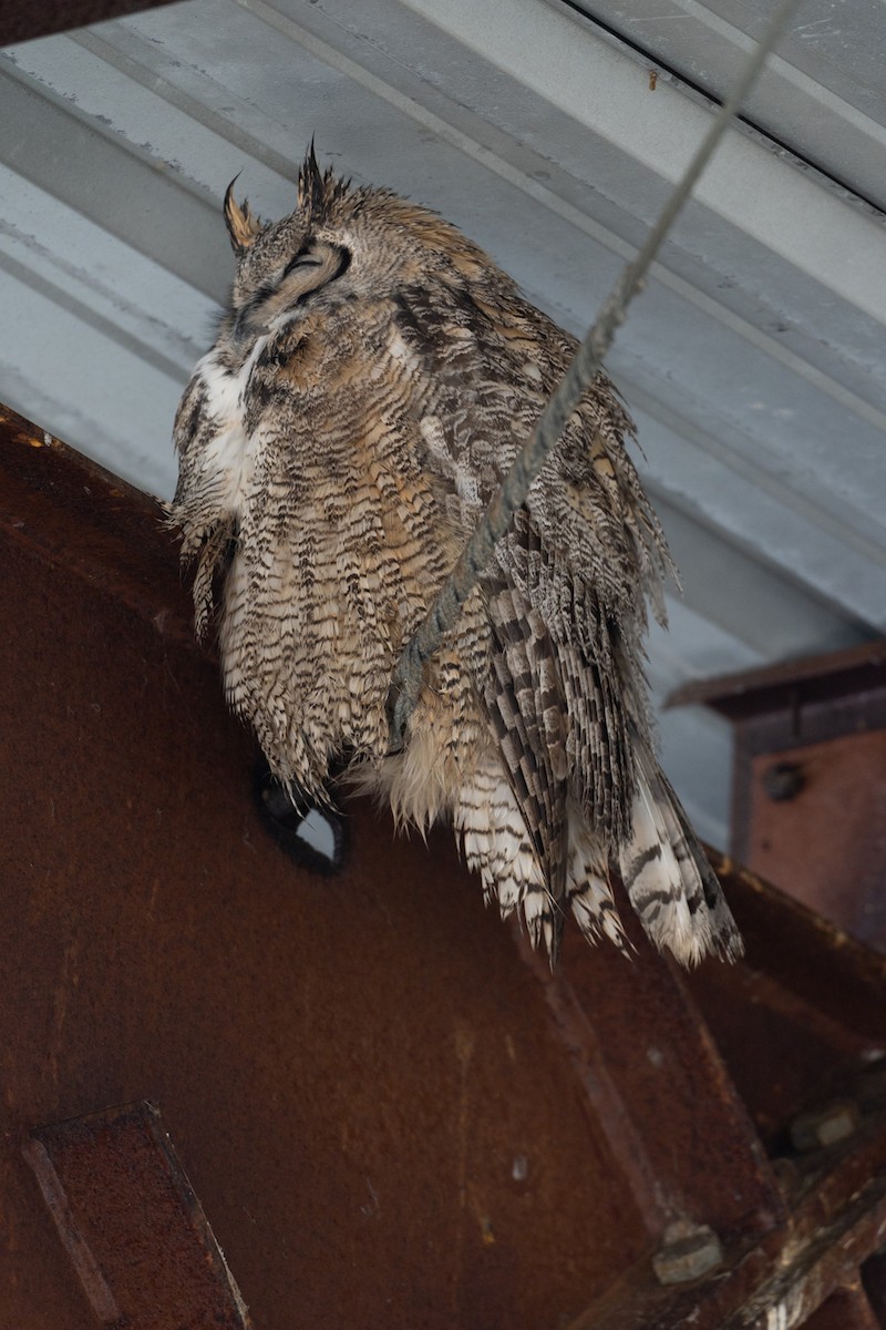 Great Horned Owl - ML646374671