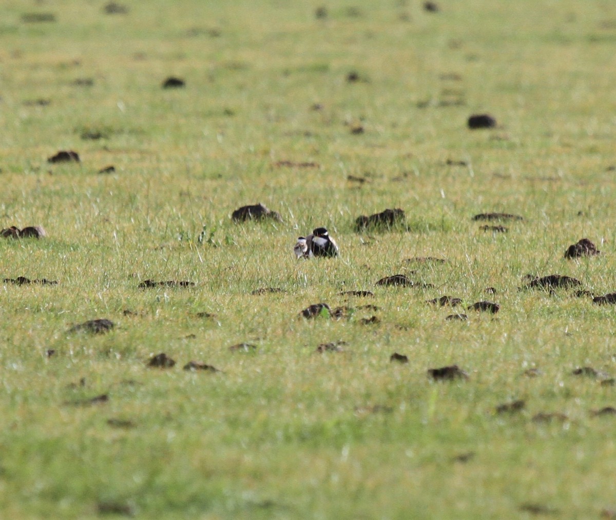 Banded Lapwing - ML646374673