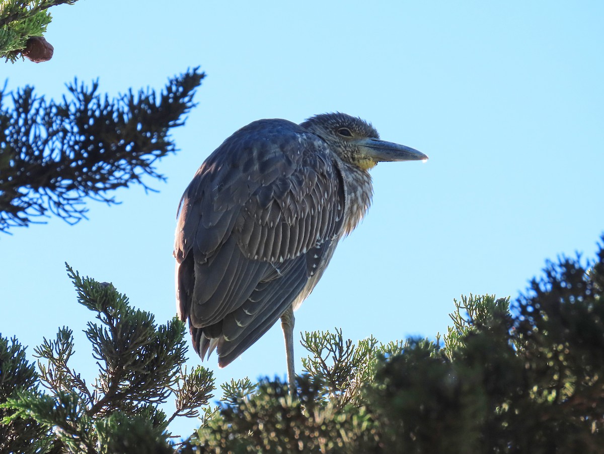 Yellow-crowned Night Heron - ML646374674