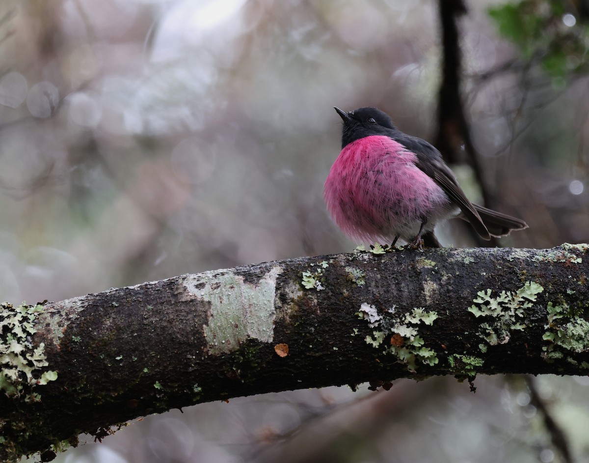 Pink Robin - ML646374675