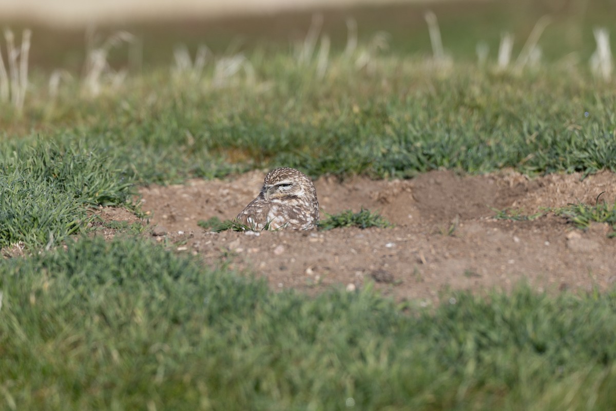 Burrowing Owl - ML646374676