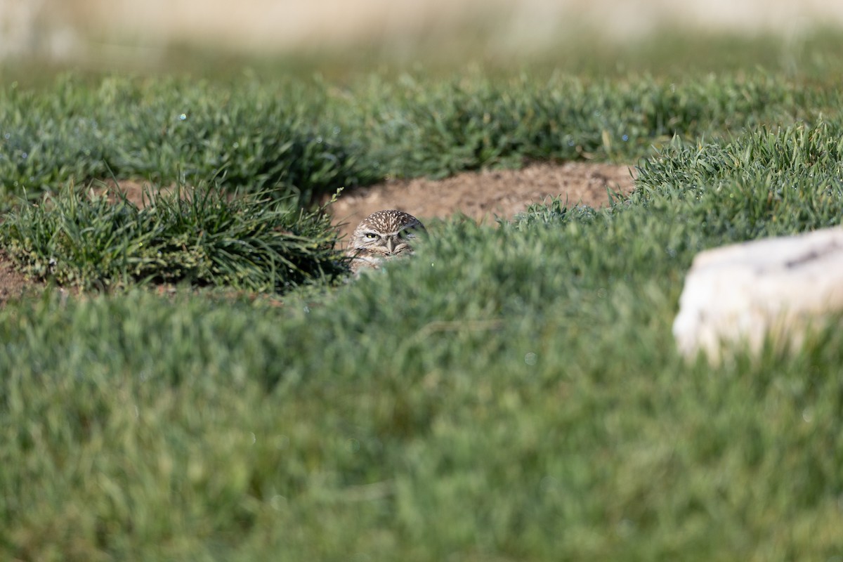Burrowing Owl - ML646374677