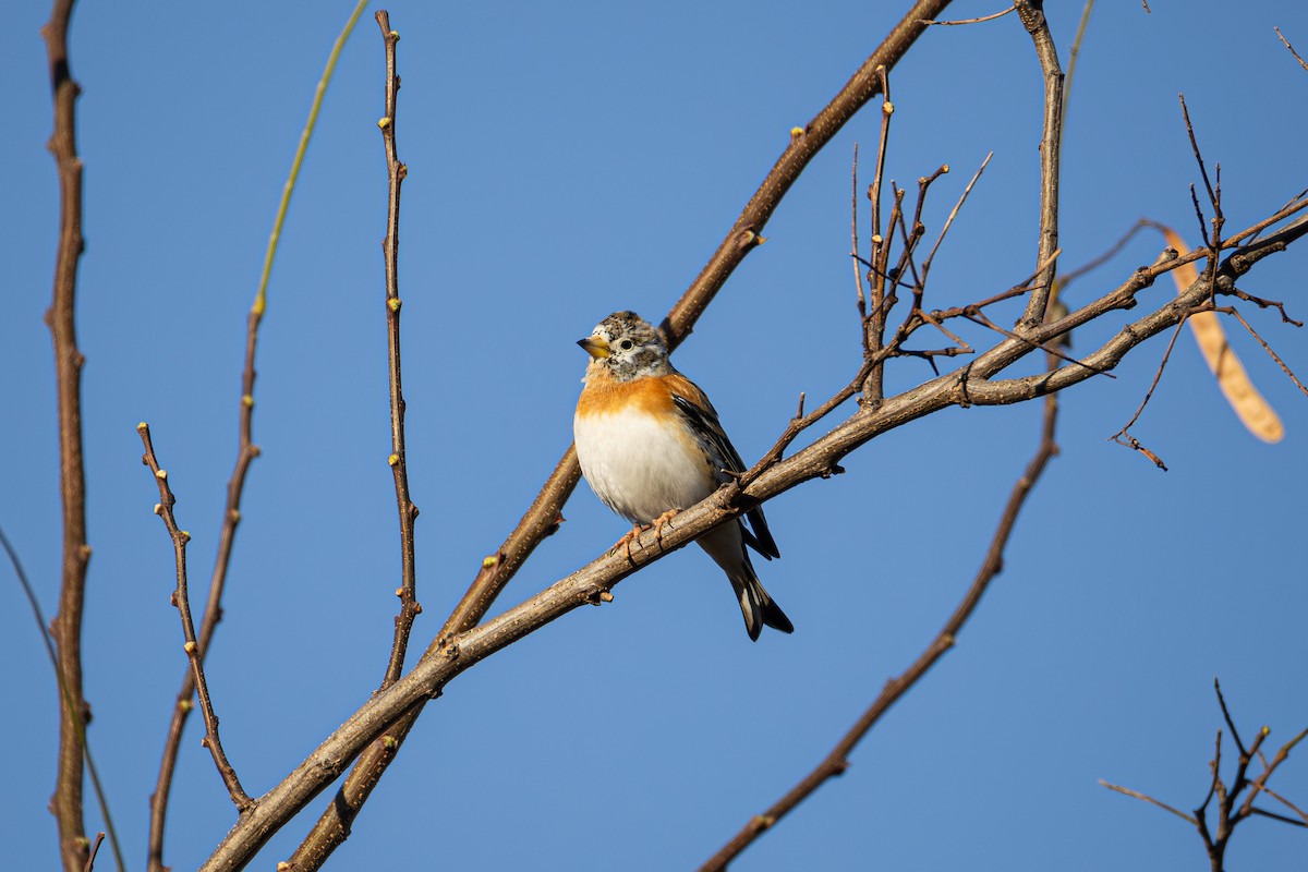 pěnkava jikavec - ML646374678