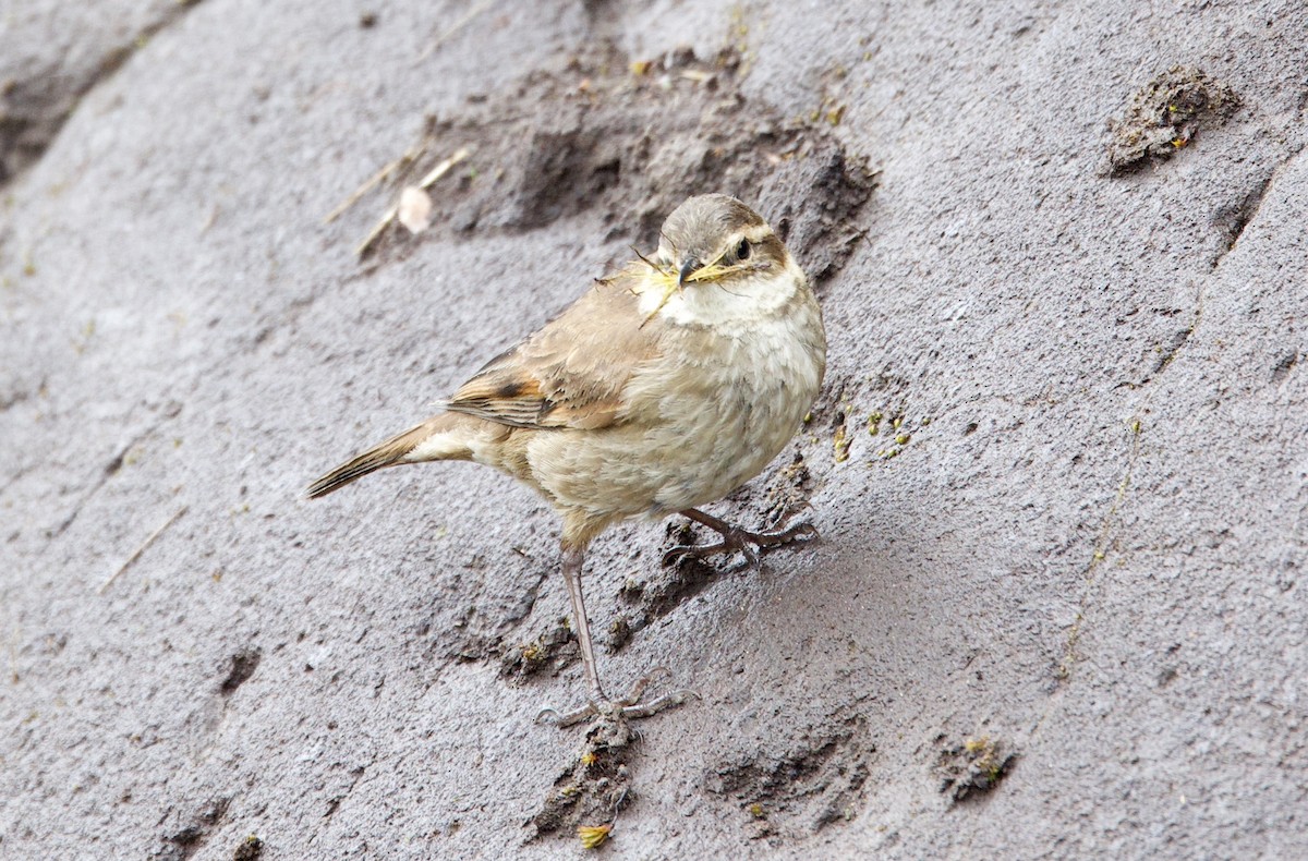 Chestnut-winged Cinclodes - ML646374682