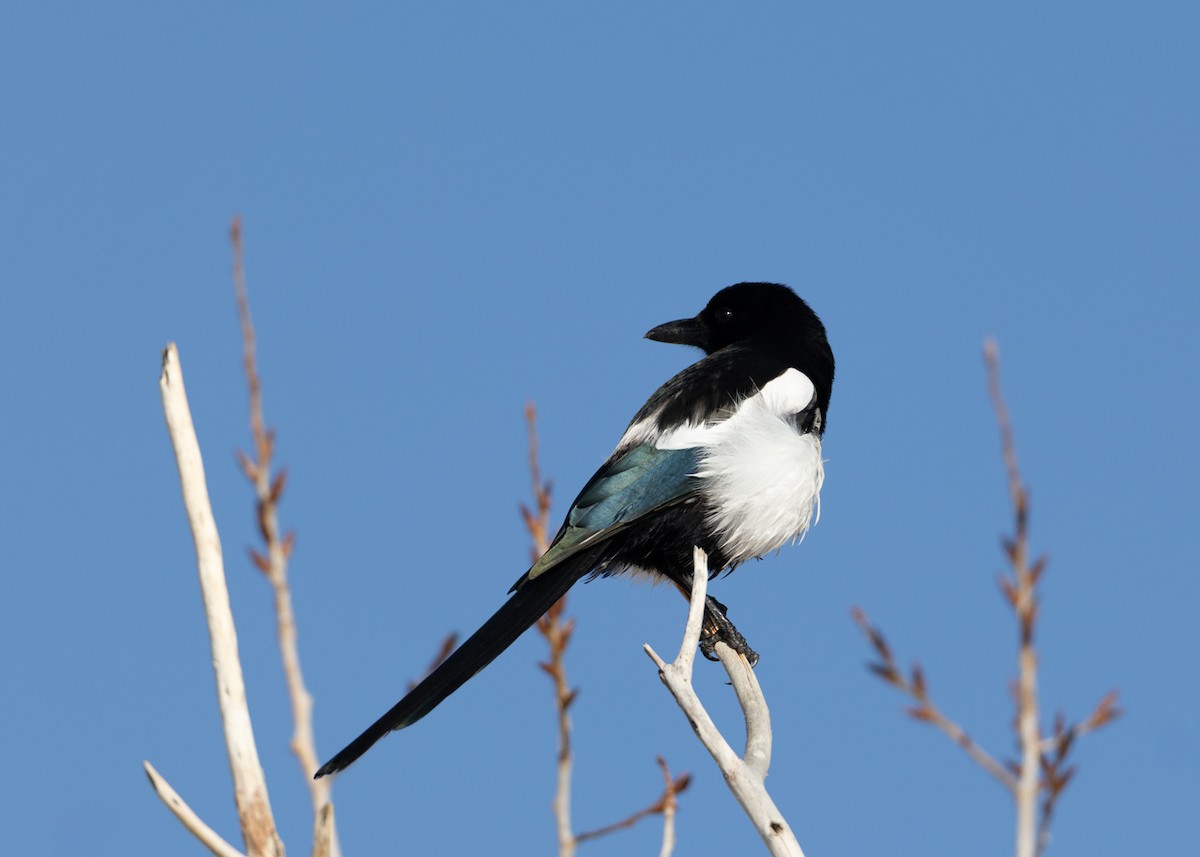 Black-billed Magpie - ML646374683