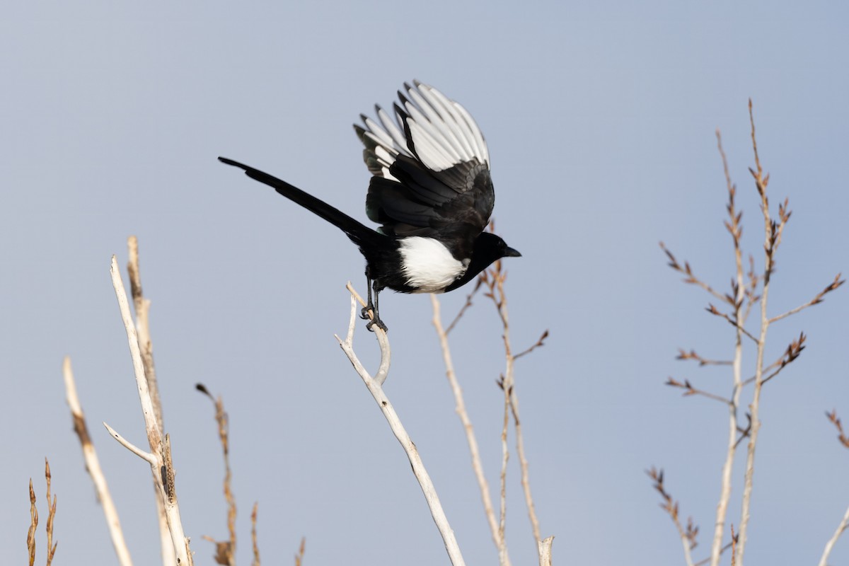 Black-billed Magpie - ML646374684