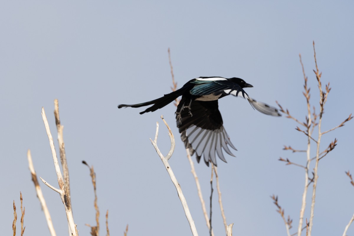 Black-billed Magpie - ML646374685