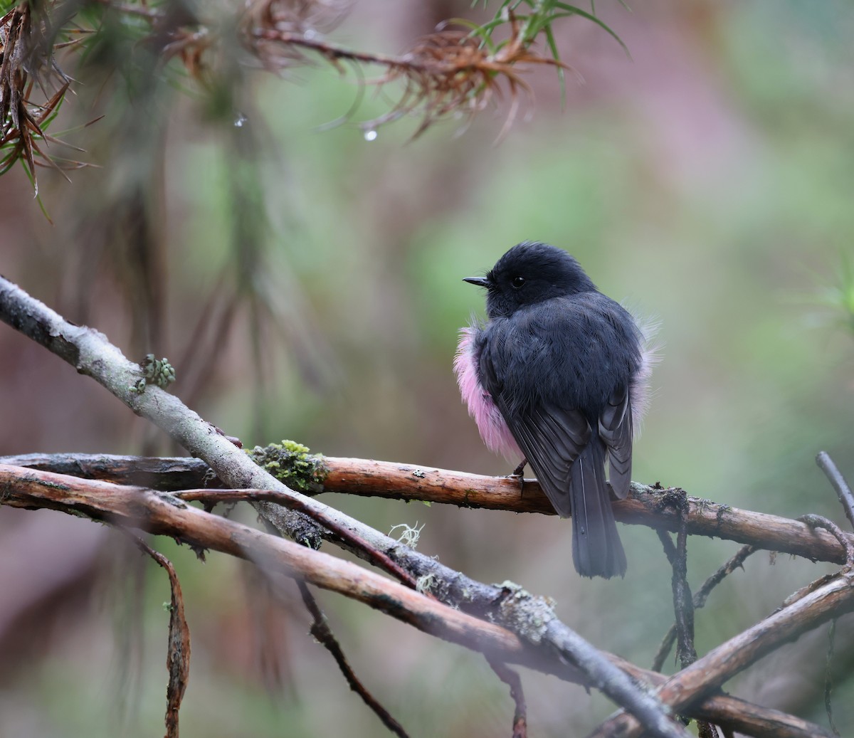 Pink Robin - ML646374686