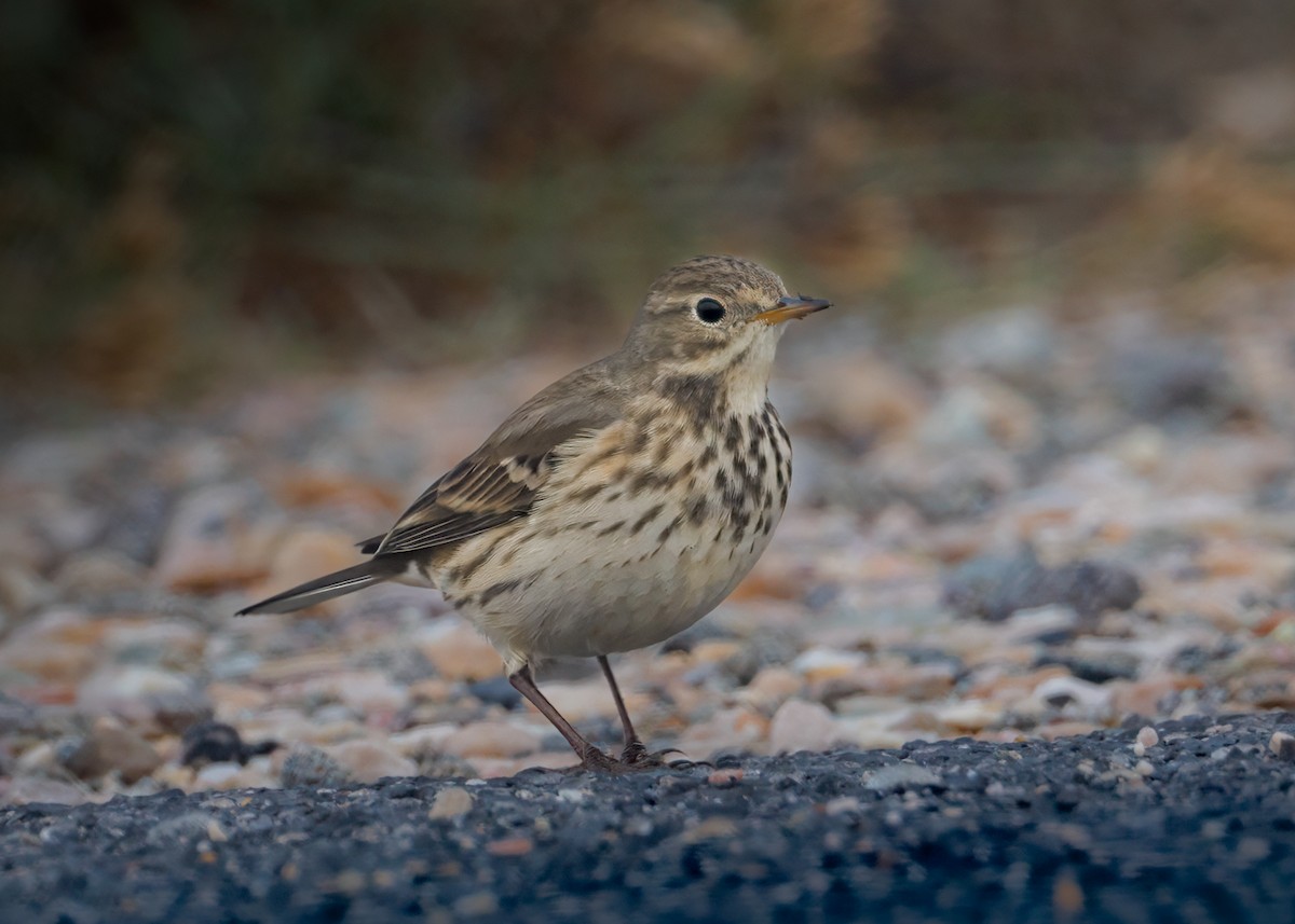 Spioncello del Pacifico - ML646374687