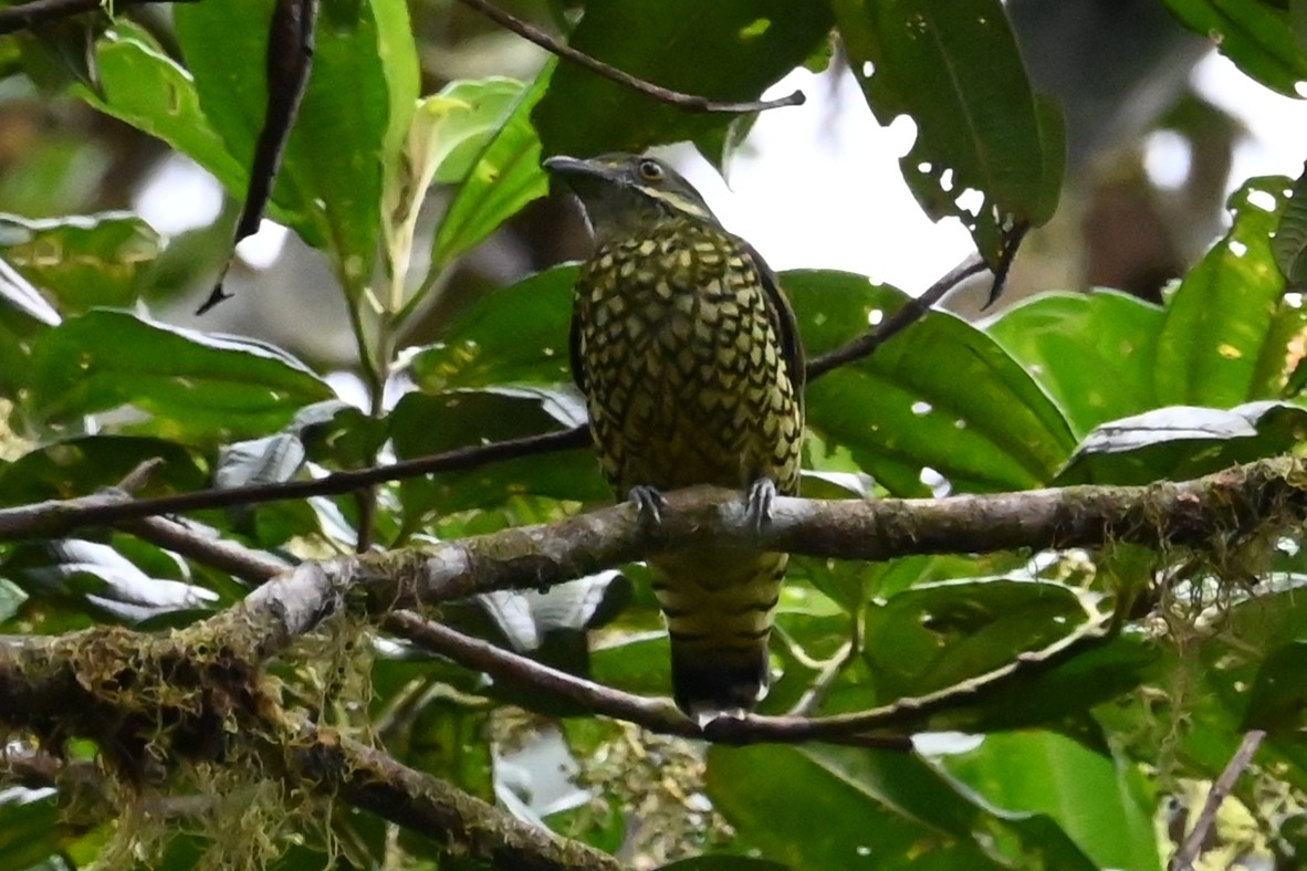 Scaled Fruiteater - ML646374691