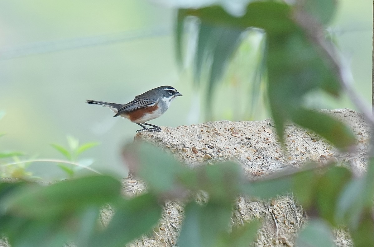 Rufous-sided Warbling Finch - ML646374696