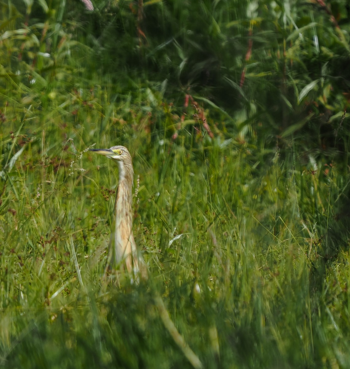 Eurasian Bittern - ML646374697