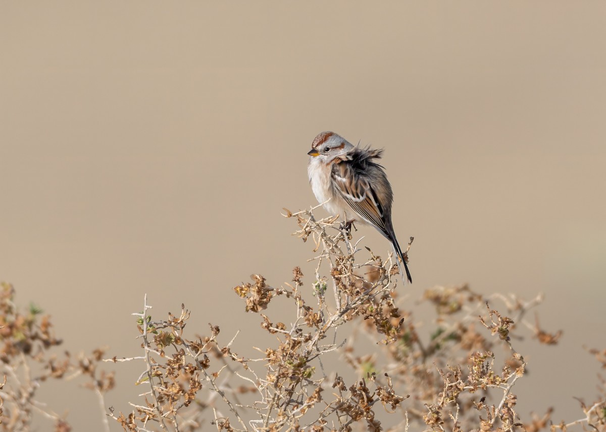 American Tree Sparrow - ML646374698