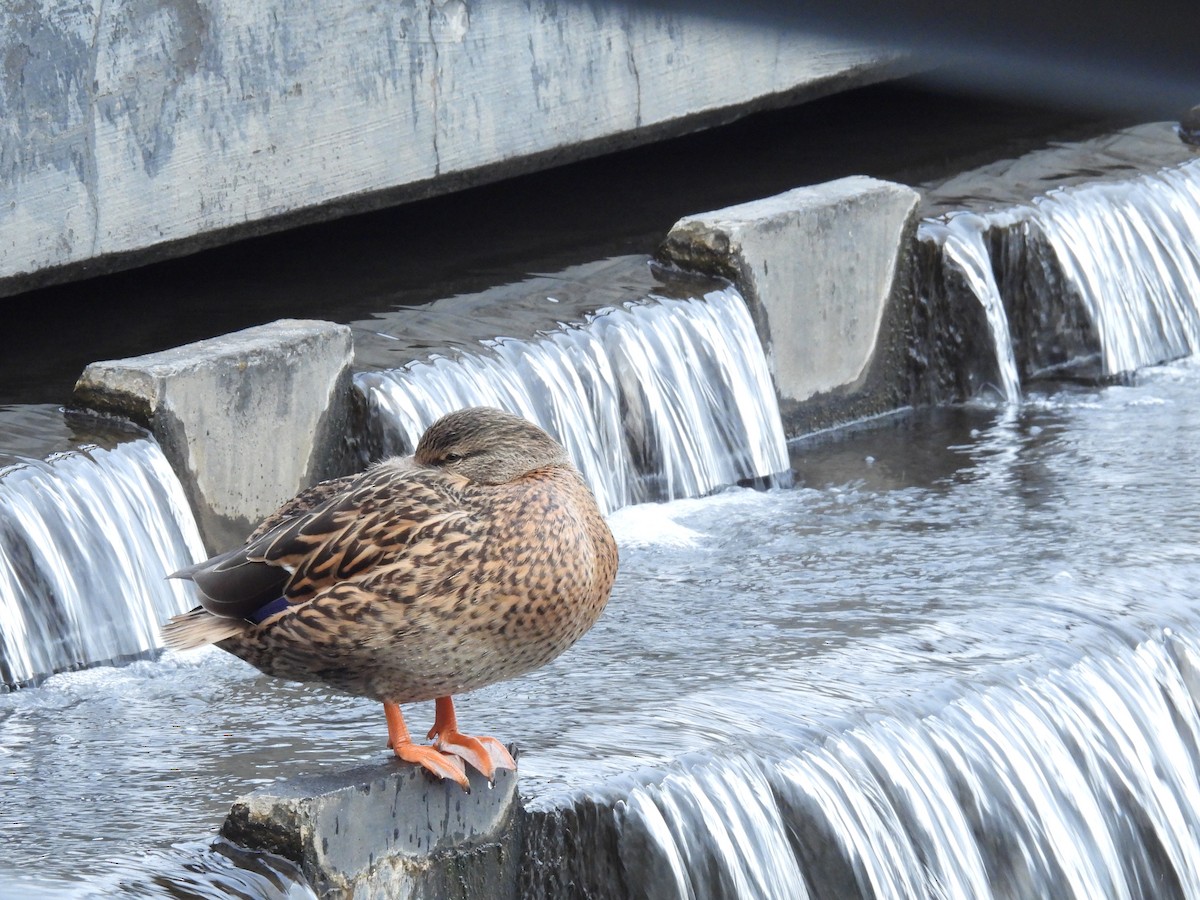 Mallard - ML646374699