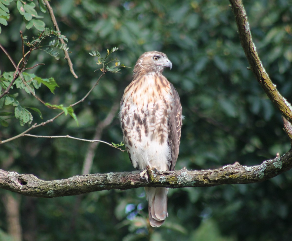 Red-tailed Hawk - ML646374700