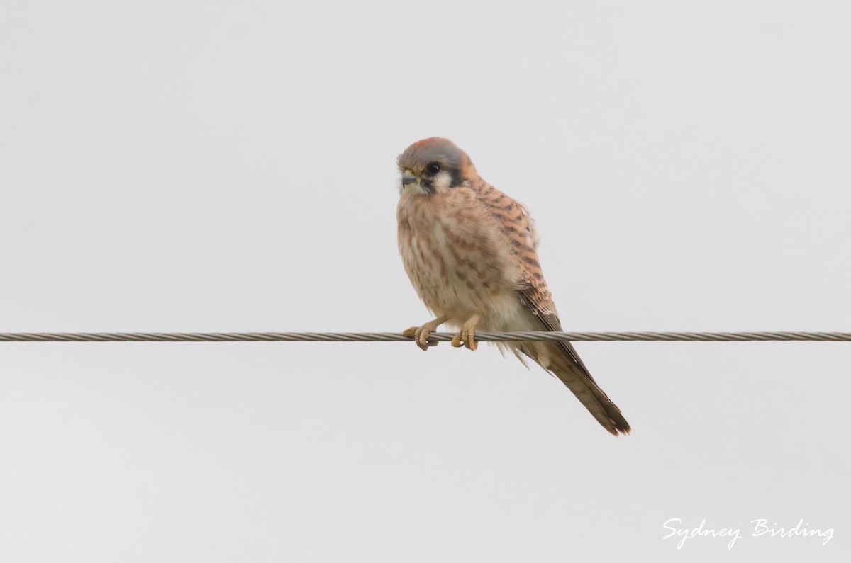 American Kestrel - ML646374703