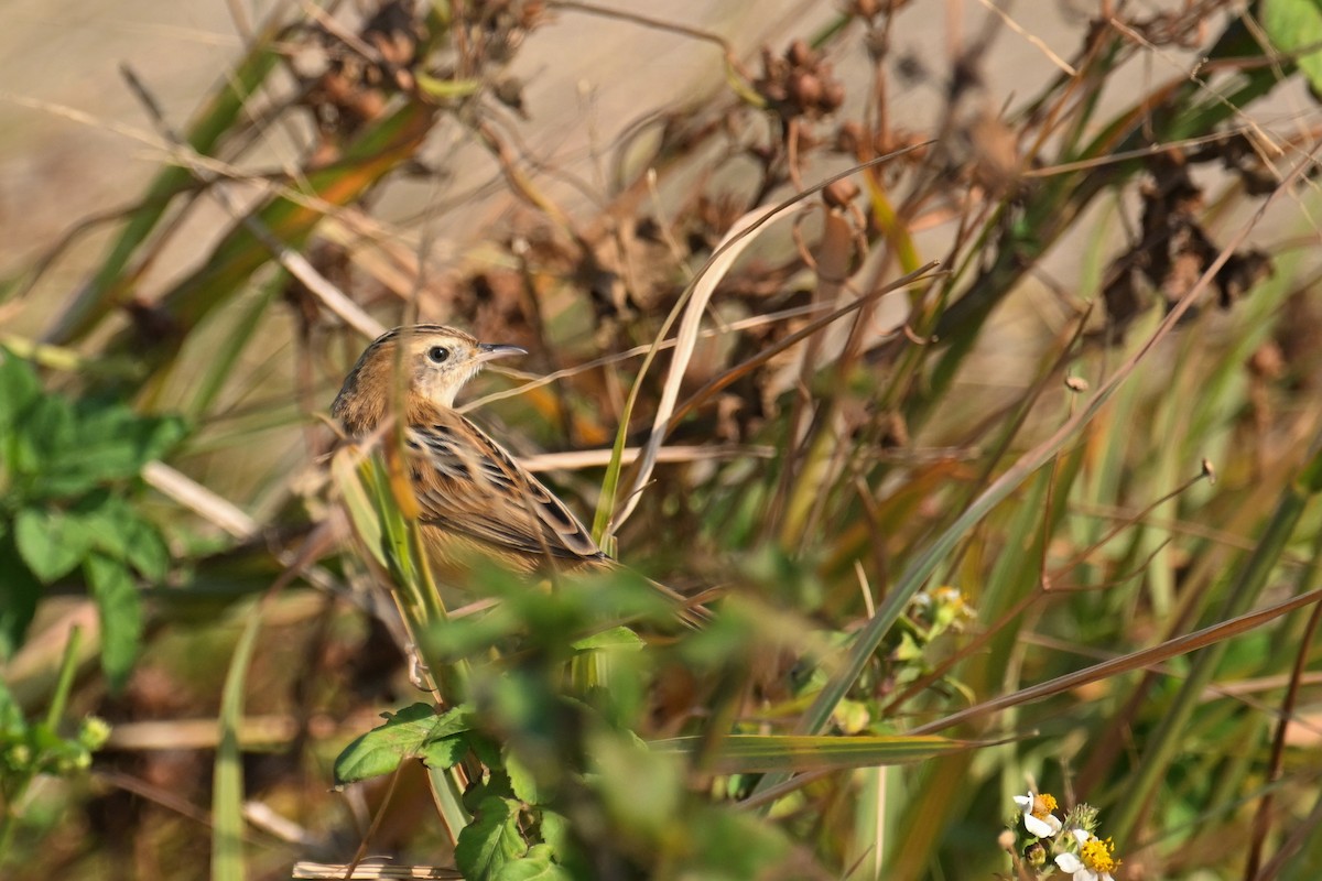 Zitting Cisticola - ML646374704