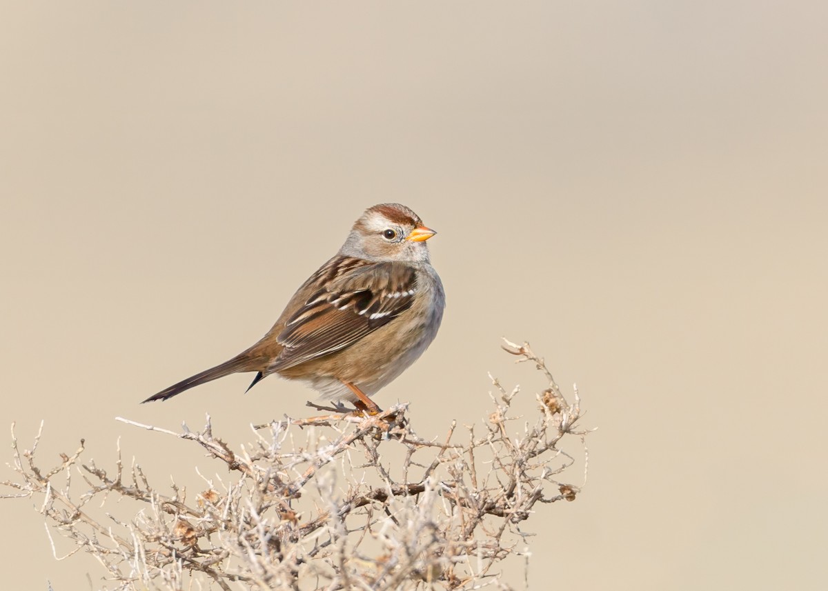 White-crowned Sparrow - ML646374706
