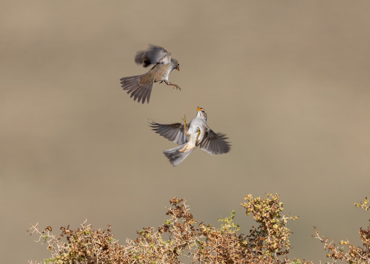 White-crowned Sparrow - ML646374708