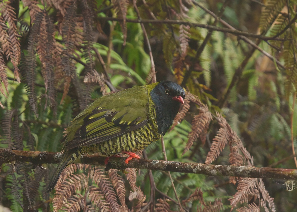 Barred Fruiteater - ML646374709