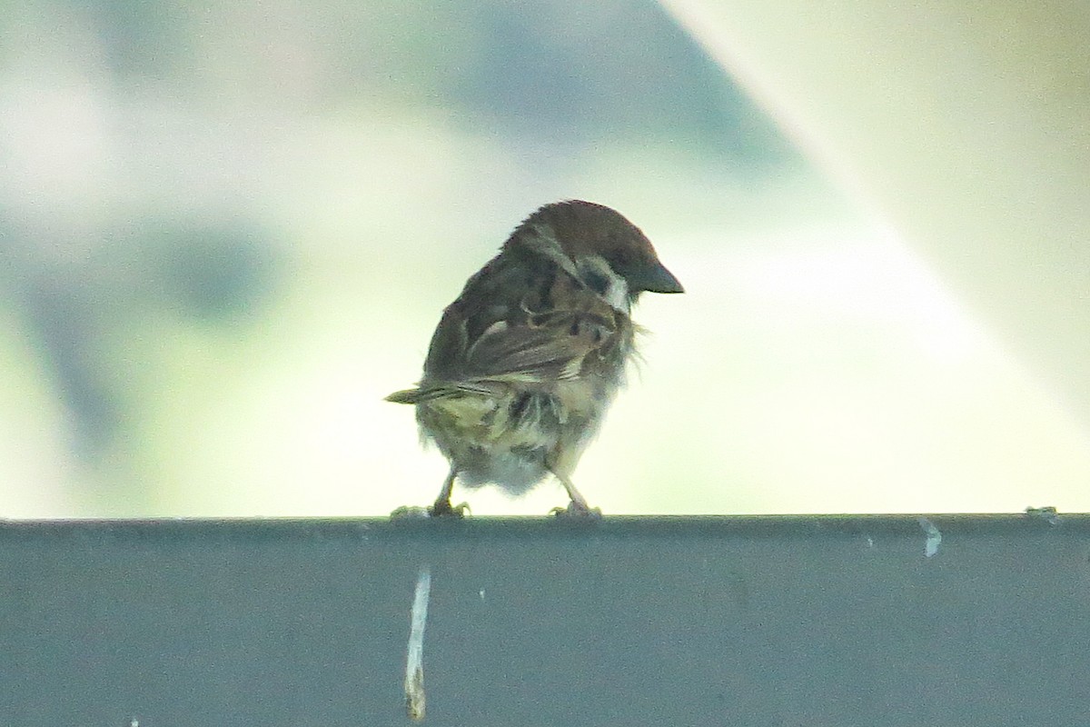 Gorrión Molinero - ML646374710