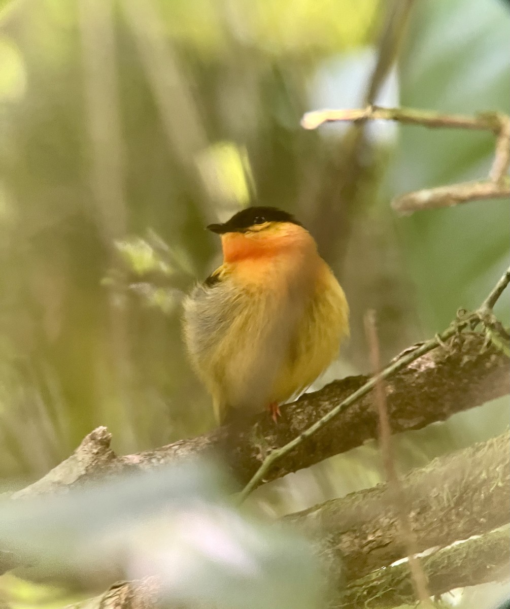 Orange-collared Manakin - ML646374711