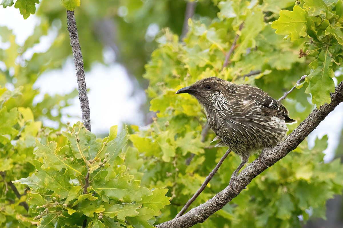 Little Wattlebird - ML646374713