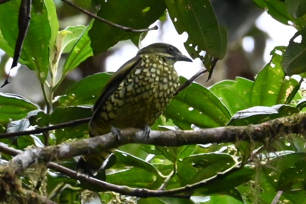 Scaled Fruiteater - ML646374714